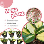 Set 2 Hoya Live Plants, Combo Hoya Tricolor Carnosa and Hoya Kerri Heart Plant, 4 to 8 Inches, Hoya Flower Plant, Variegated Hoya