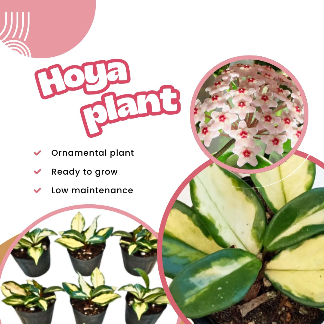 Set 2 Hoya Live Plants, Combo Hoya Tricolor Carnosa and Hoya Kerri Heart Plant, 4 to 8 Inches, Hoya Flower Plant, Variegated Hoya