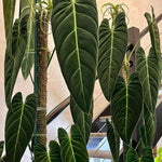 Melanochrysum Philodendron Plant Live Indoor, 5-9" No Pot, Tropical House Plant for Indoor, 5-9" No Pot Home Décor Houseplants