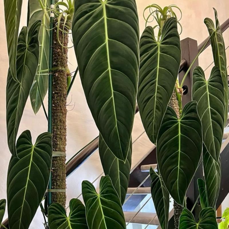 Melanochrysum Philodendron Plant Live Indoor, 5-9" No Pot, Tropical House Plant for Indoor, 5-9" No Pot Home Décor Houseplants