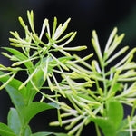 Jasmine Vine Plants Live, 2 Cestrum Nocturnum Plant, Night Blooming Jasmine Live Plant, Live Jasmine Plants Indoor, Live Jasmine Plant, Jasmine Plant Pot