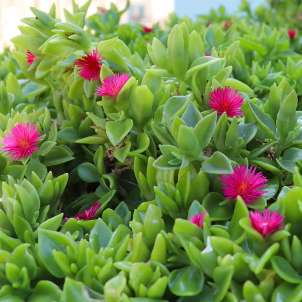 Red Delosperma Ice Plant, Hardy Perennial Succulent Live Plant, Ground Cover Outdoor Garden 5-10 Inches
