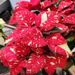 2 Poinsettia Plants Live, Variegated Red Poinsettia Flowers Christmas Decorations, Holiday Houseplant, Poinsettias Trees Plants, No Pot, 5-9" Tall