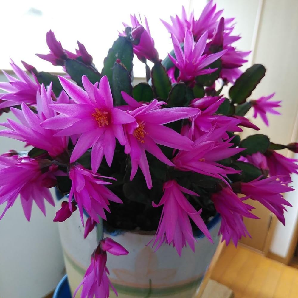 Pink Easter Cactus Plant Live, Spring Easter Cactus Plant, Pink Blooms, 3 to 5 Inc Tall, 2 Inc Pot, Indoor Outdoor Growing