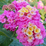 4 Colorful Perennial Lantana Trees Live Plants, Pink Blooms, Hardy and Long Blooming Seasons, Fragrant, 5-10" in Tall, Full Sun Growing