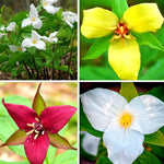 10 Trillium Roots, Mix Trillium Bulbs, Trillium Flower Bulbs, Yellow Red White Trillium Flower Bulbs for Gardening, Large Roots