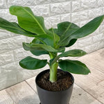 Dwarf Cavendish Banana Tree Live Plant, Edible Fruit, 4-6" Tall