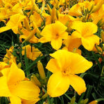 Set 10 Yellow Daylily Bulbs for Planting, Hardy Perennial Lily Roots for Colorful Summer Blooms