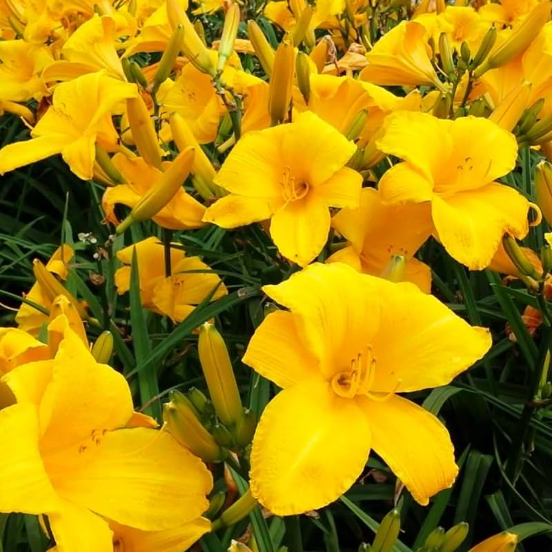 Set 10 Yellow Daylily Bulbs for Planting, Hardy Perennial Lily Roots for Colorful Summer Blooms