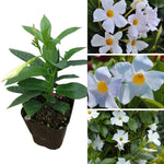 2 White Mandevilla Bush Plants, 5 to 7 Inc in Height, Mandevilla Live Plant, Mandevilla Plants Live