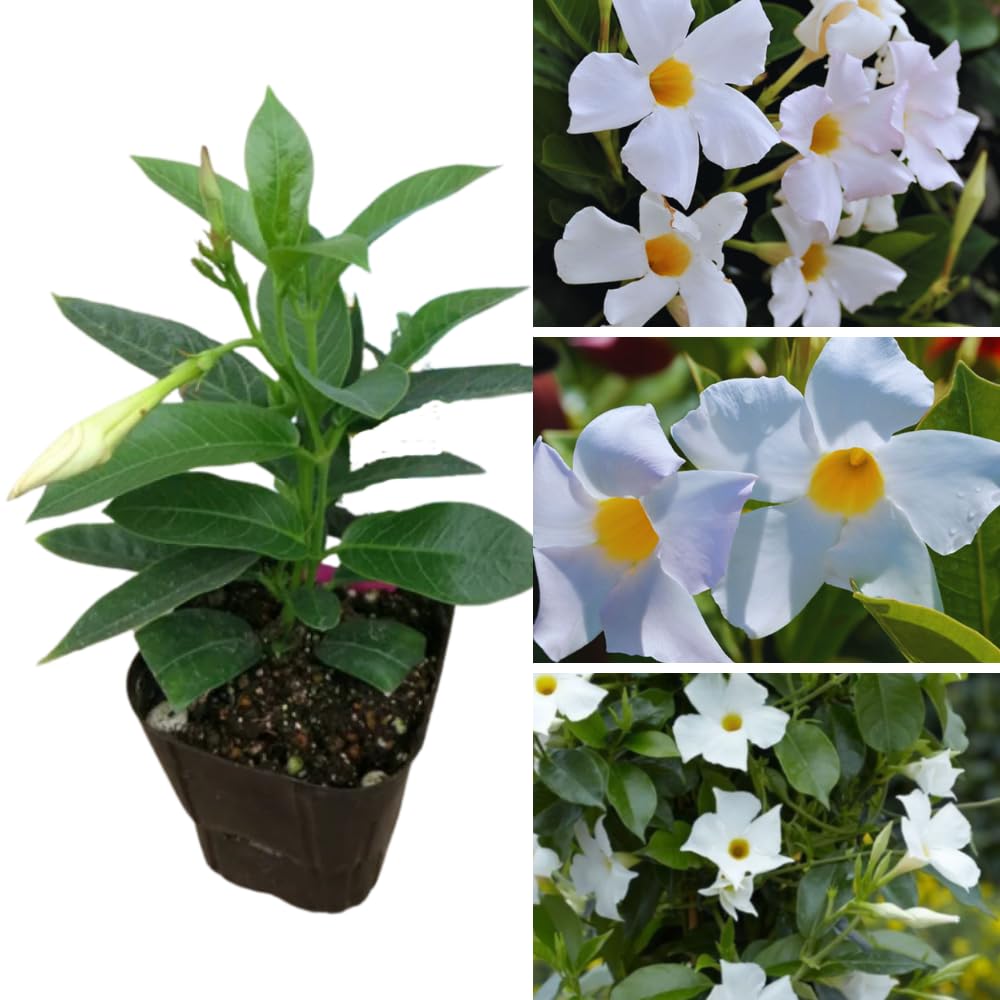 2 White Mandevilla Bush Plants, 5 to 7 Inc in Height, Mandevilla Live Plant, Mandevilla Plants Live