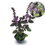 6 Basil Plants, African Blue Basil Live Plants, 3 to 6 Inc Long, Live Basil Plant, Basil Plant Pot, 4''