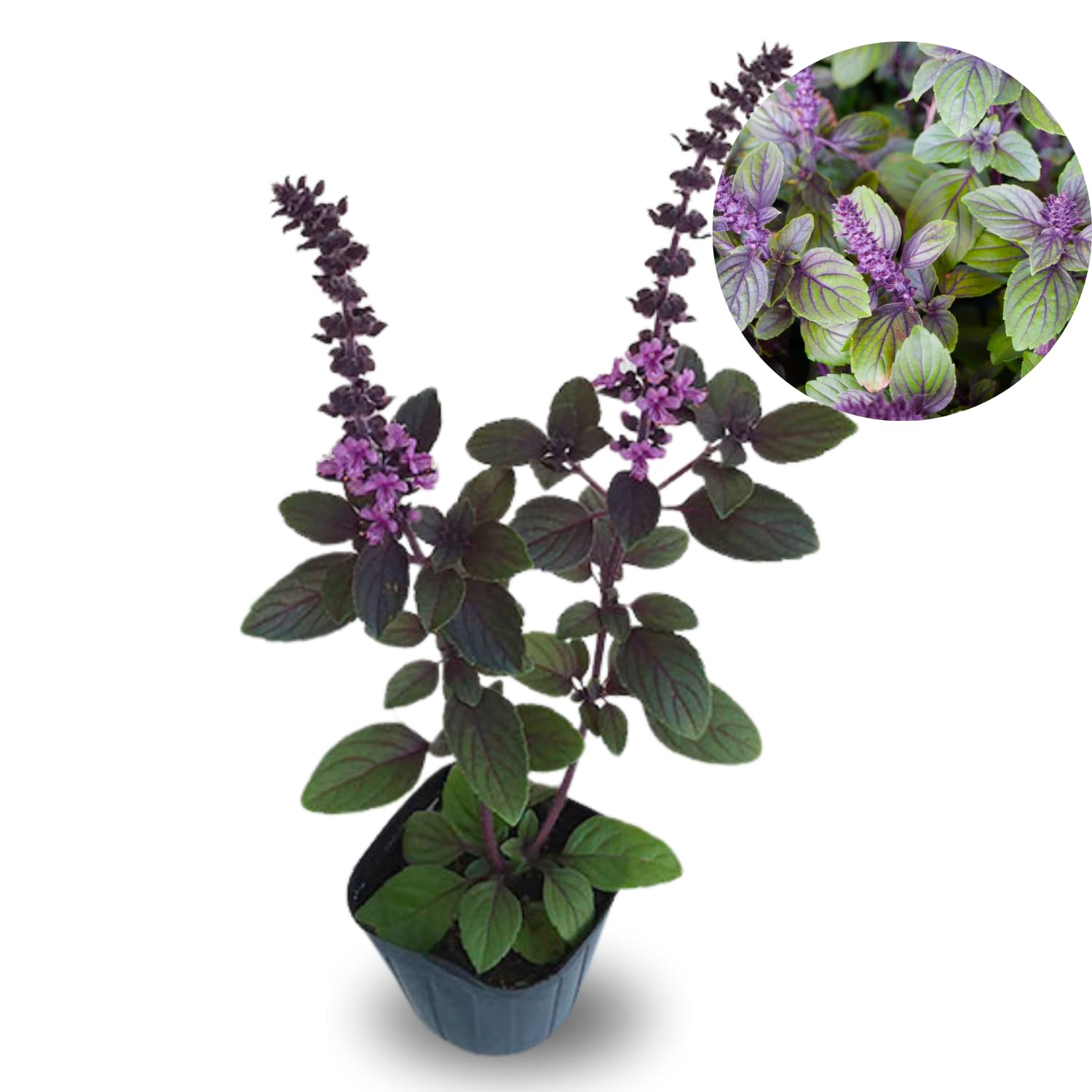 6 Basil Plants, African Blue Basil Live Plants, 3 to 6 Inc Long, Live Basil Plant, Basil Plant Pot, 4''