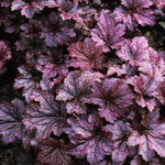 Set 3 Purple Heuchera Plants Live, Coral Bells Purple Heuchera Shrubs Bushes Live Planting for Gardening, Perennial Heuchera Live Plants, 3 to 6 Inc Tall