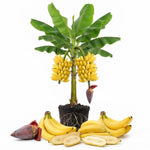 Tropical Banana Tree Live Plant, Edible Fruit, 4-6" Tall