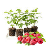Pack 4 Raspberry Bushes Live Plants, No Pot, Everbearing Red Raspberry Plants Live for Planting, 5-9 Inc in Tall, Zones 4-8 Cold Hardy (Sweet Red Caroline)
