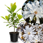 Star Magnolia Tree Live Plant in 2.5 Inches in Pot, Starter Plant, Fragrant Perennial Ornamental Plants Shrub for Outdoor Garden