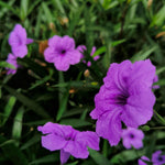 6 Purple Mexican Petunia Plants Live, 5 to 7 Inc, Petunia Flower Live Plants, Shrub Plant Gardening