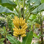 Truly Tiny Banana Tree Live Plant, Edible Fruit, 4-6" Tall