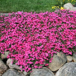 2 Pink Creeping Phlox Plants Live Plugs, 2-4" Tall, Hardy Creeping Phlox Ground Cover Ready to Grow