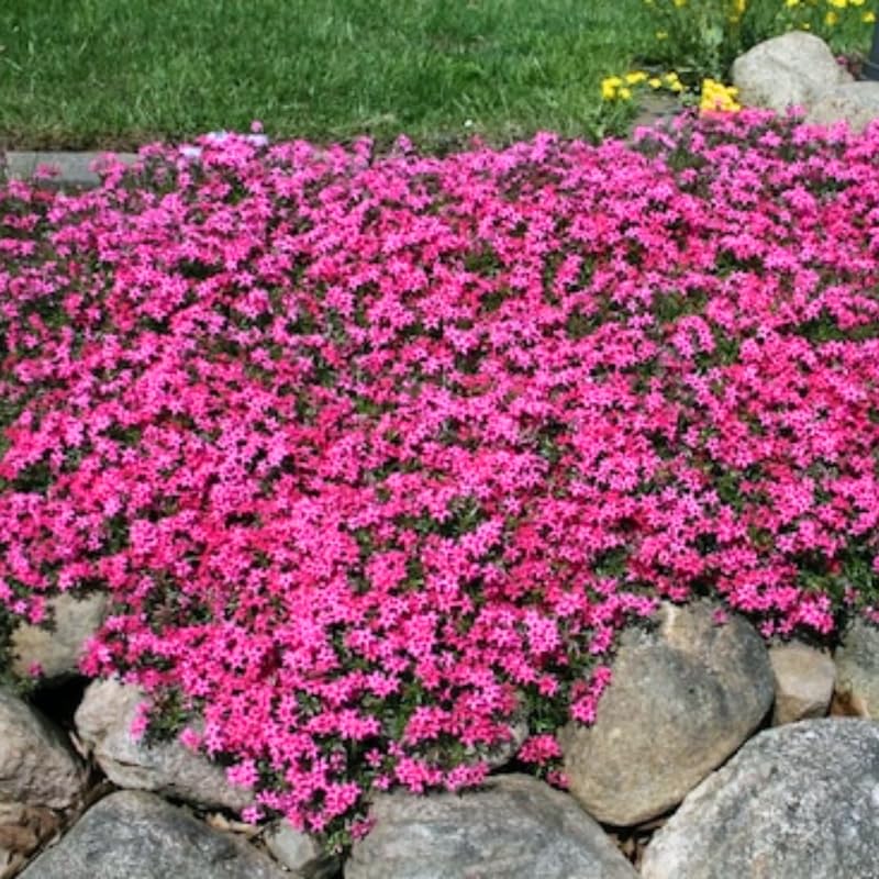 2 Pink Creeping Phlox Plants Live Plugs, 2-4" Tall, Hardy Creeping Phlox Ground Cover Ready to Grow