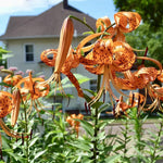 Set 5 Turk's Cap Lily Roots, Tiger Lily Bulbs, Vibrant Orange Flowering Bulbs for Growing Outdoor Garden