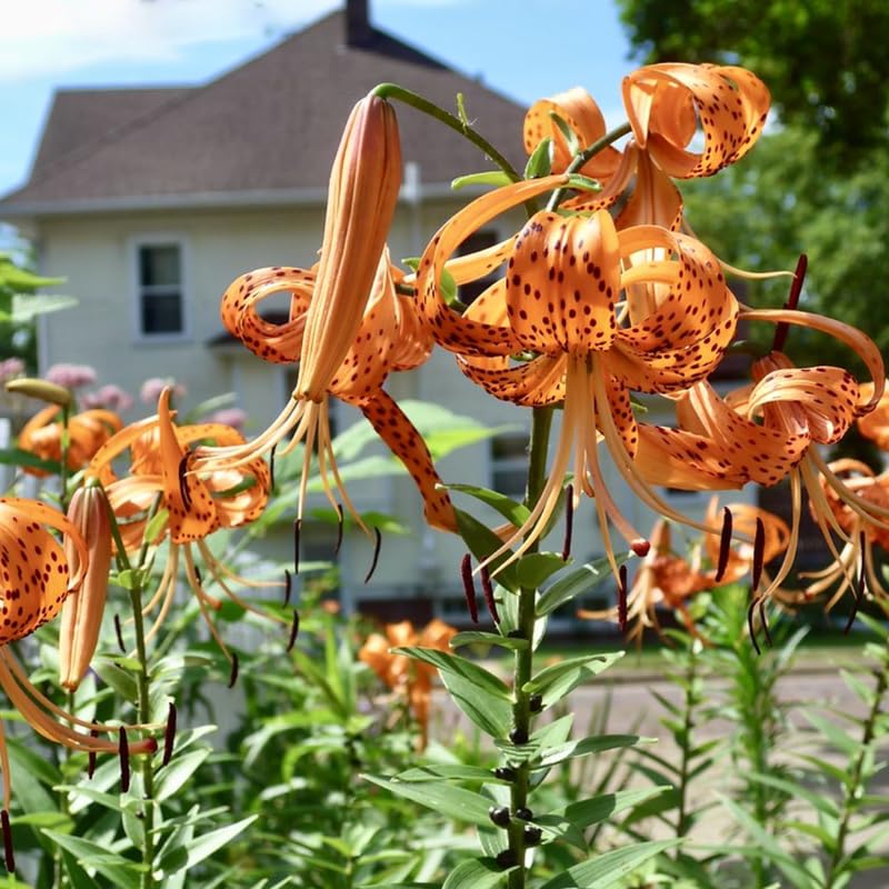 Set 5 Turk's Cap Lily Roots, Tiger Lily Bulbs, Vibrant Orange Flowering Bulbs for Growing Outdoor Garden