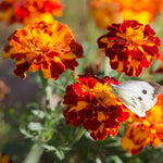 2 Yellow Red Marigold Plants Live, Marigold Flower Plant 4 Inches, 4 Inch Pot Starter Plants