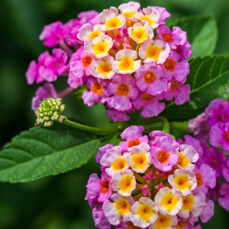 Set 4 Trailing Lantana Plants Live for Planting, Fragrant Lantana Live Plant to Grow Indoor Outdoor, Lantana Flowers Perennial, 4-8" Tall (Pink Lantana)