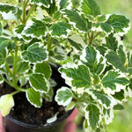 2 Swedish Ivy Plants Live Indoors to Grow Starter Plants, Plectranthus Australis Swedish Ivy House Plants, Live Swedish Ivy Vine Creeping Charlie, 4-6" Tall (Variegated Swedish Ivy)