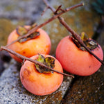 Set 2 Persimmon Tree Seedlings, Dormant Persimmon Bare Roots Ready to Grow, Cold Hardy Persimon 6 to 12 Inch Tall