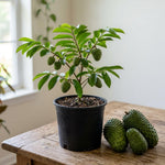 Soursop Tree 5-9'' Tall for Planting, Annona Muricata Seedlings, Hardy Live Tropical Fruit Tree for Patio, Container and Backyard Gardens