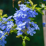 Set 5 Blue Plumbago Plants Cuttings, 8-10 Inches Tall Flower Plumbago Vine Plant Cutting for Planting, Unrooted