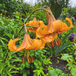 Pack of 2 Orange Yellow Bulbs for Planting, Size XL, Bright Sunny Blooms, Summer Flowering Perennial Garden Flowers, Lily Bulbs for Containers and Outdoor Garden