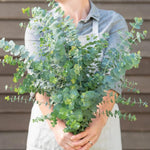 Eucalyptus Plant Live, Baby Blue Eucalyptus Tree Live, 4 to 7 Inches Tall, Cold Hardy Eucalyptus Starter Plant for Indoor Outdoor Planting