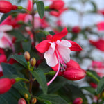 2 Fuchsia Live Plants, Fuchsia Flower Perennial for Outdoor Garden 3 to 5 Inches (Red White)