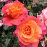 Rose Bush Live Plant for Gardening, Hardy Fragrant Rose Flower Plant, 5 to 10 Inch Tall, Ideal for Outdoor Planting (Coral Rose)