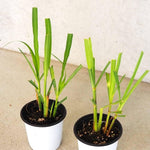 Set 2 Lemon Grass Live Plants, 10 Inc Tall from Bottom Pot, Live Lemon Grass for Outside Planting, Lemongrass Plants, Live Lemongrass Plants Indoor Outdoor
