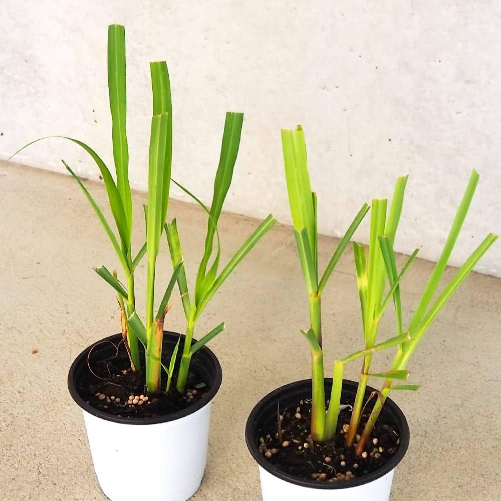 Set 2 Lemon Grass Live Plants, 10 Inc Tall from Bottom Pot, Live Lemon Grass for Outside Planting, Lemongrass Plants, Live Lemongrass Plants Indoor Outdoor