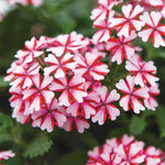 2 Red White Verbena Plants Live, Perennial Ground Cover or Trailing Bushes Shrubs, 5-9 Inches Tall, Verbena Flower for Planting