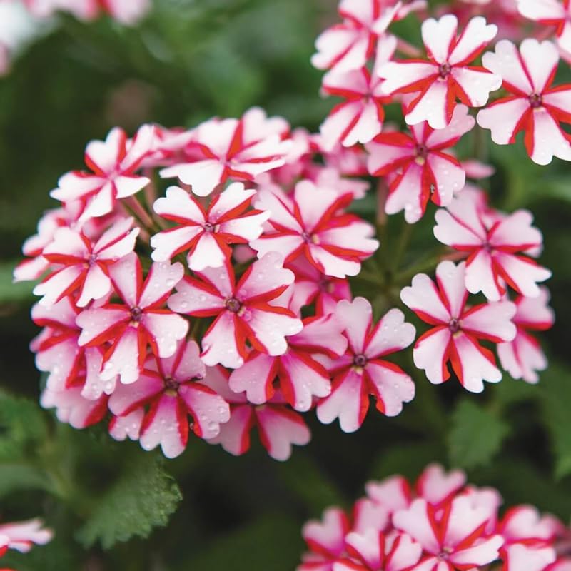 2 Red White Verbena Plants Live, Perennial Ground Cover or Trailing Bushes Shrubs, 5-9 Inches Tall, Verbena Flower for Planting