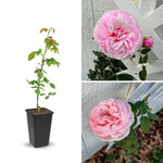 Pearly Gates Peachy Climbing Rose Live Plant, 6 Months Old Starter, Fragrant Purple Climbing Roses for Planting Outdoor, No Pot