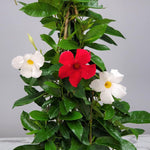 2 Mixed Mandevilla Live Plants, Flowering Mandevilla Plants, 5-9” Tall, Mandevilla Trellis Vines for Outdoor Garden and Containers