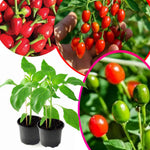 Sets 2 Chiltepin Pepper Live Plants in 4 Inc Pot, Very Well-Rooted 90 Days Old Super Hot Pepper Chili Plant for Spring Planting
