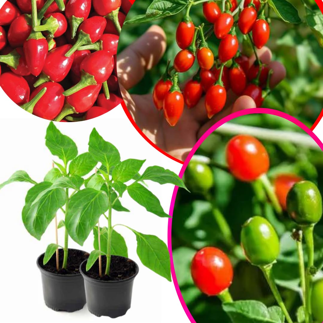 Sets 2 Chiltepin Pepper Live Plants in 4 Inc Pot, Very Well-Rooted 90 Days Old Super Hot Pepper Chili Plant for Spring Planting