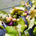 Bronze Grape Vines Live Plants for Planting, 5-10" Grape Tree for Outdoor Garden, Dormant in Winter, Cold Hardy, Sweet Flavor