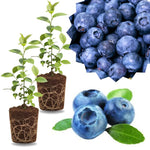 2 Southern Highbush Blueberry Plants Live for Outdoor Growing, Emerald Blueberry Trees Live Plants, Blueberries Bushes, Hardy and High Yield Seedlings, Starter 4 to 7", No Pot