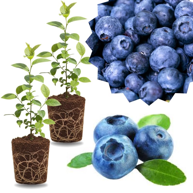 2 Southern Highbush Blueberry Plants Live for Outdoor Growing, Emerald Blueberry Trees Live Plants, Blueberries Bushes, Hardy and High Yield Seedlings, Starter 4 to 7", No Pot