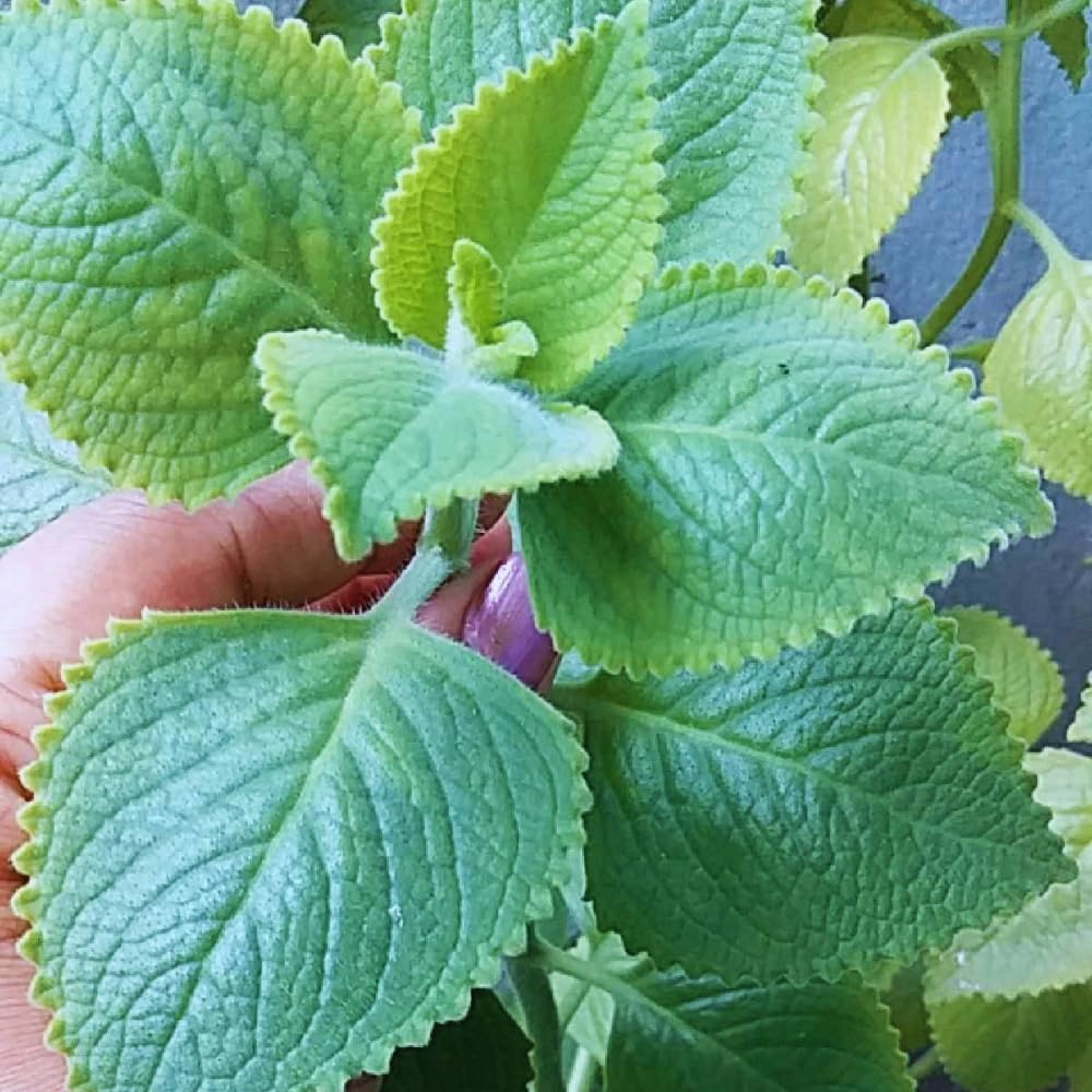Pack 02 of Cuban Oregano Plants Live, Live Cuban Oregano Plant Indoor, 4 to 6 Inc Tall, Mexican Mint Plant, Spanish Thyme Live, Well Rooted for Gardening