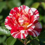 Fourth of July Climbing Rose Live Plant, 6 Months Old Starter, Fragrant Purple Climbing Roses for Planting Outdoor, No Pot